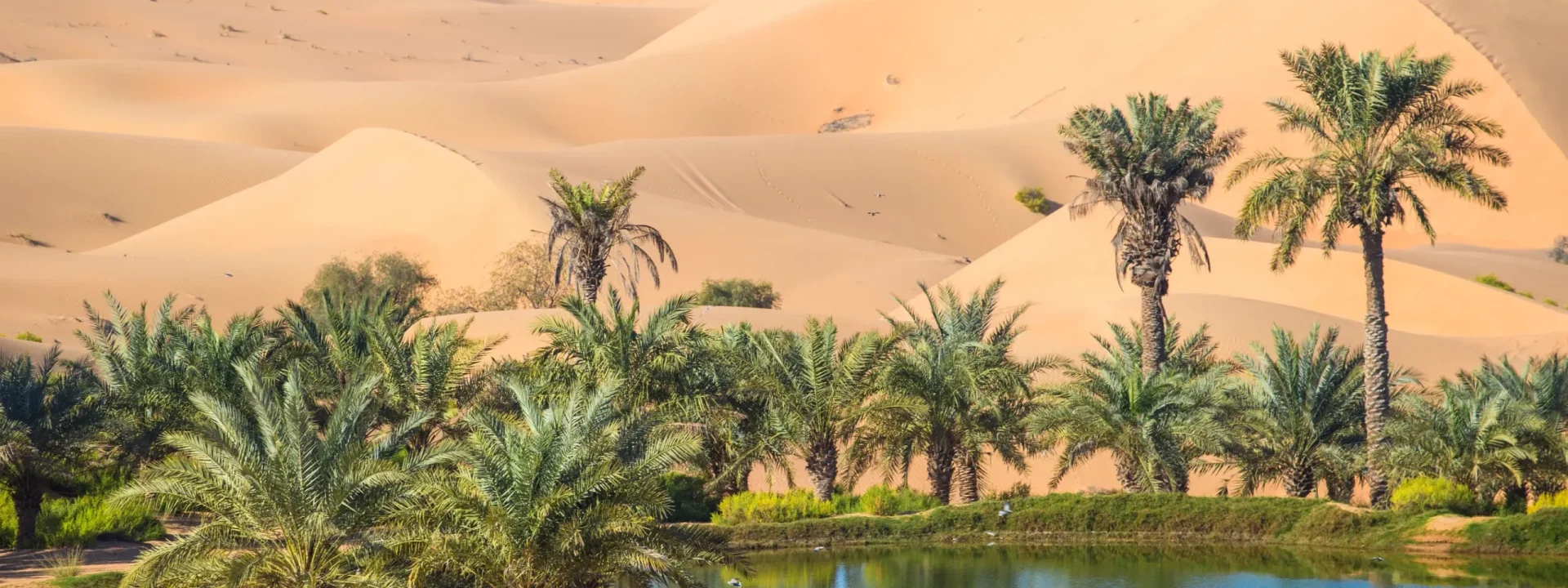 Abu Dhabi City Tour - Al Ain Oasis