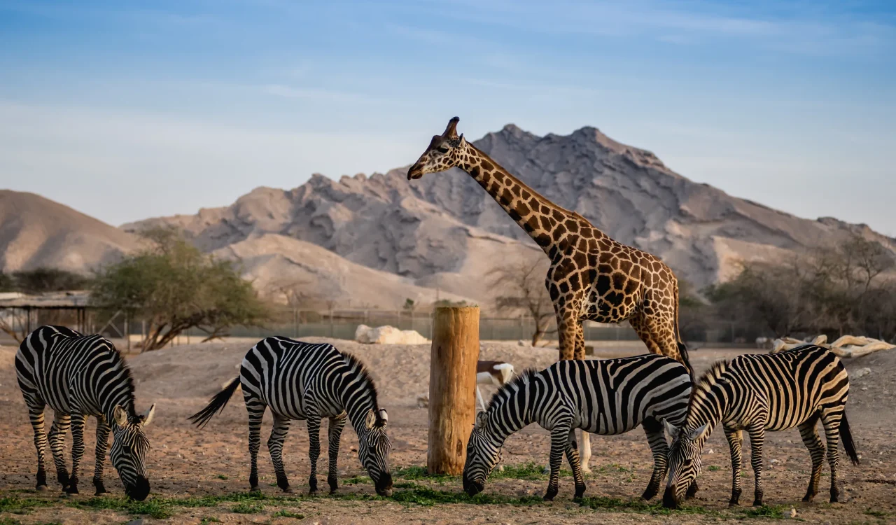 Abu Dhabi City Tour - Al Ain Zoo