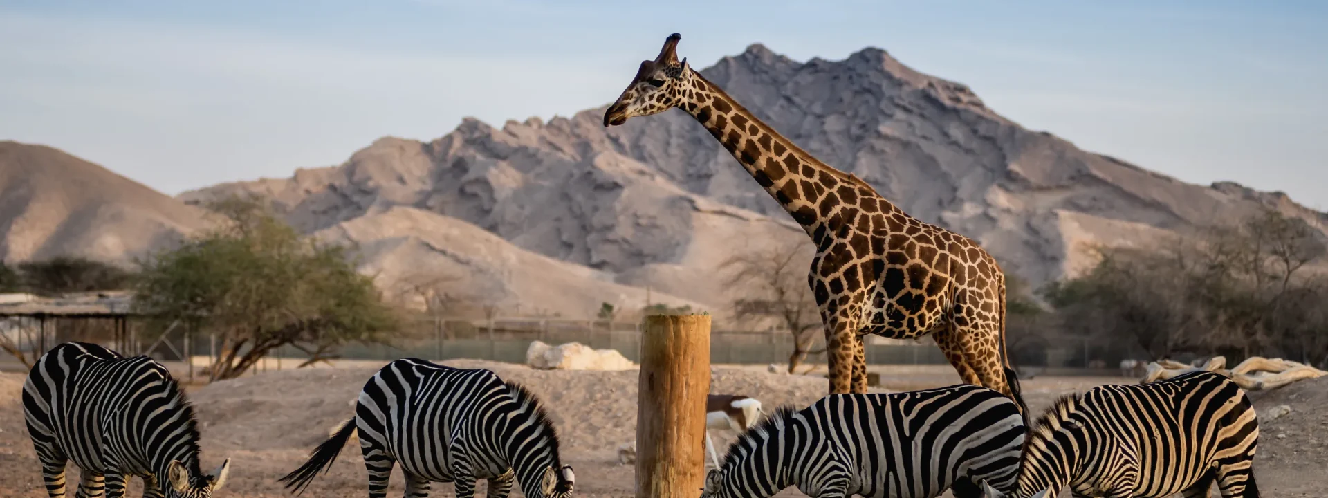 Abu Dhabi City Tour - Al Ain Zoo