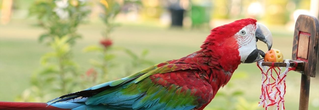 Creek Park Exotic Bird Show Dubai