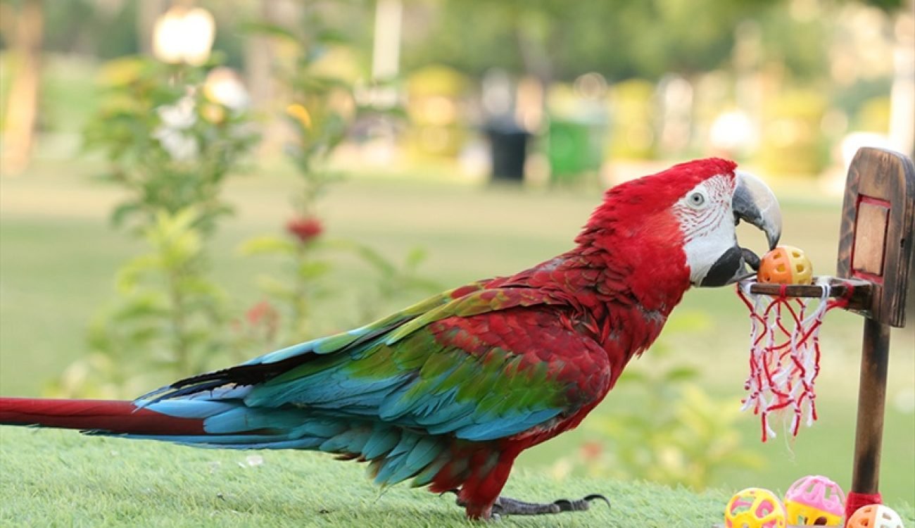 Creek Park Exotic Bird Show Dubai