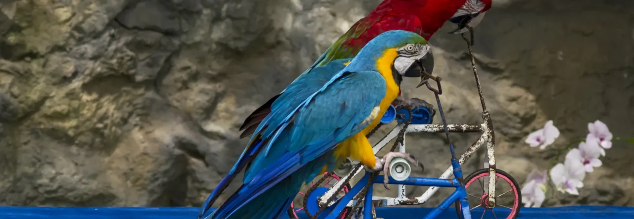 Creek Park Exotic Bird Show Dubai - Macaw bike ride