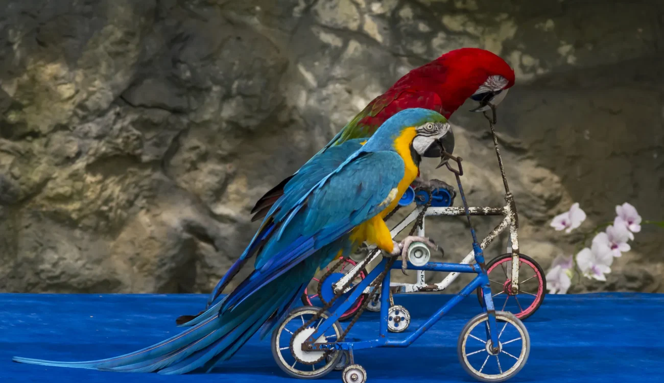 Creek Park Exotic Bird Show Dubai - Macaw bike ride