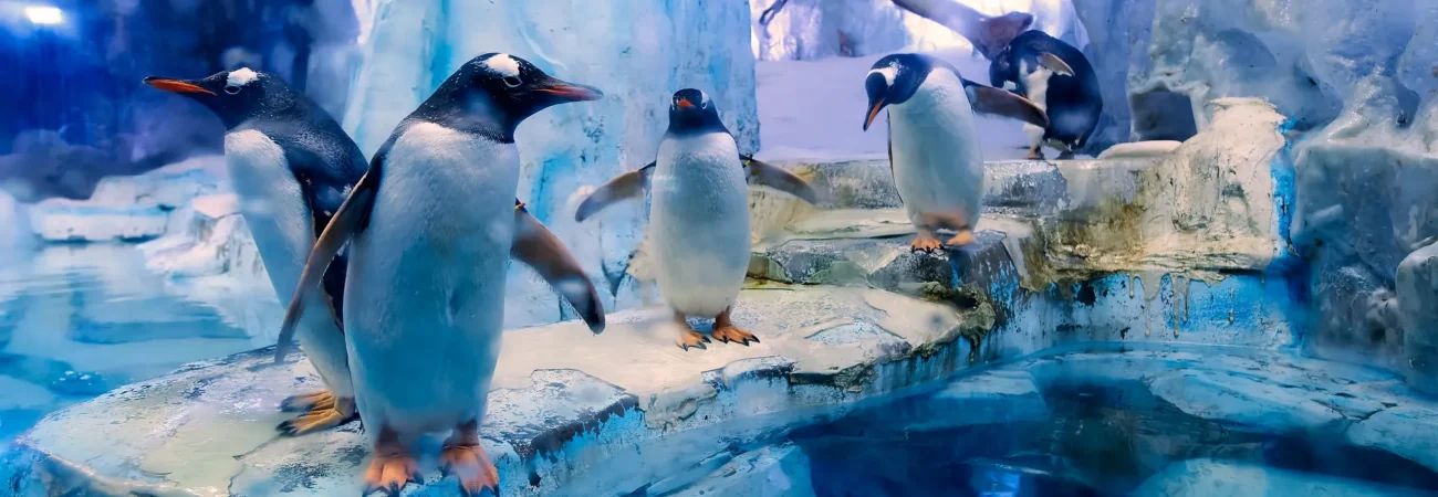 Dubai Aquarium & Underwater Zoo - Penguins