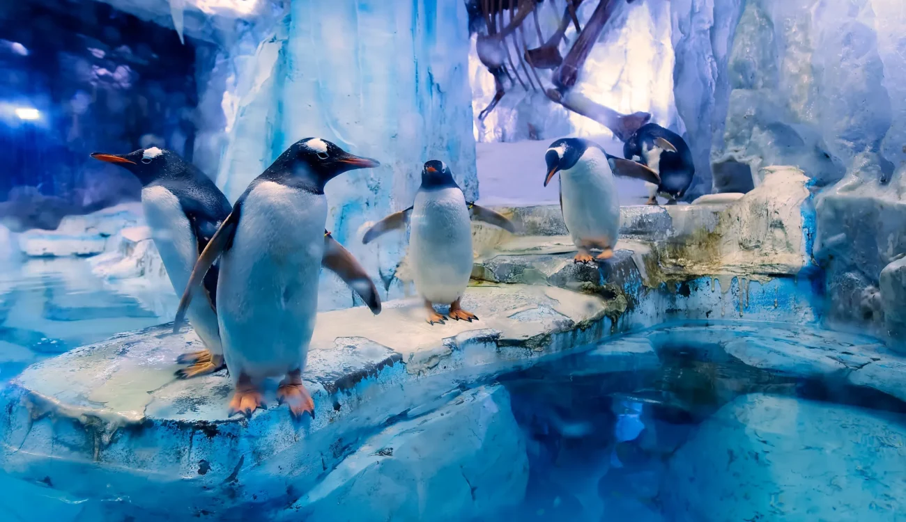 Dubai Aquarium & Underwater Zoo - Penguins