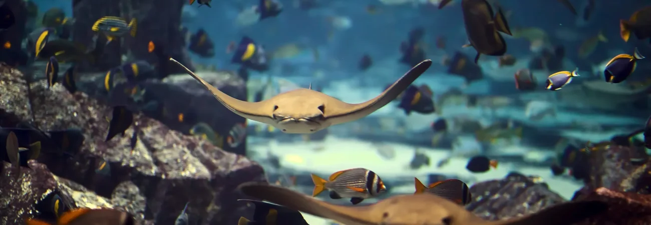 Dubai Aquarium & Underwater Zoo - Stingrays