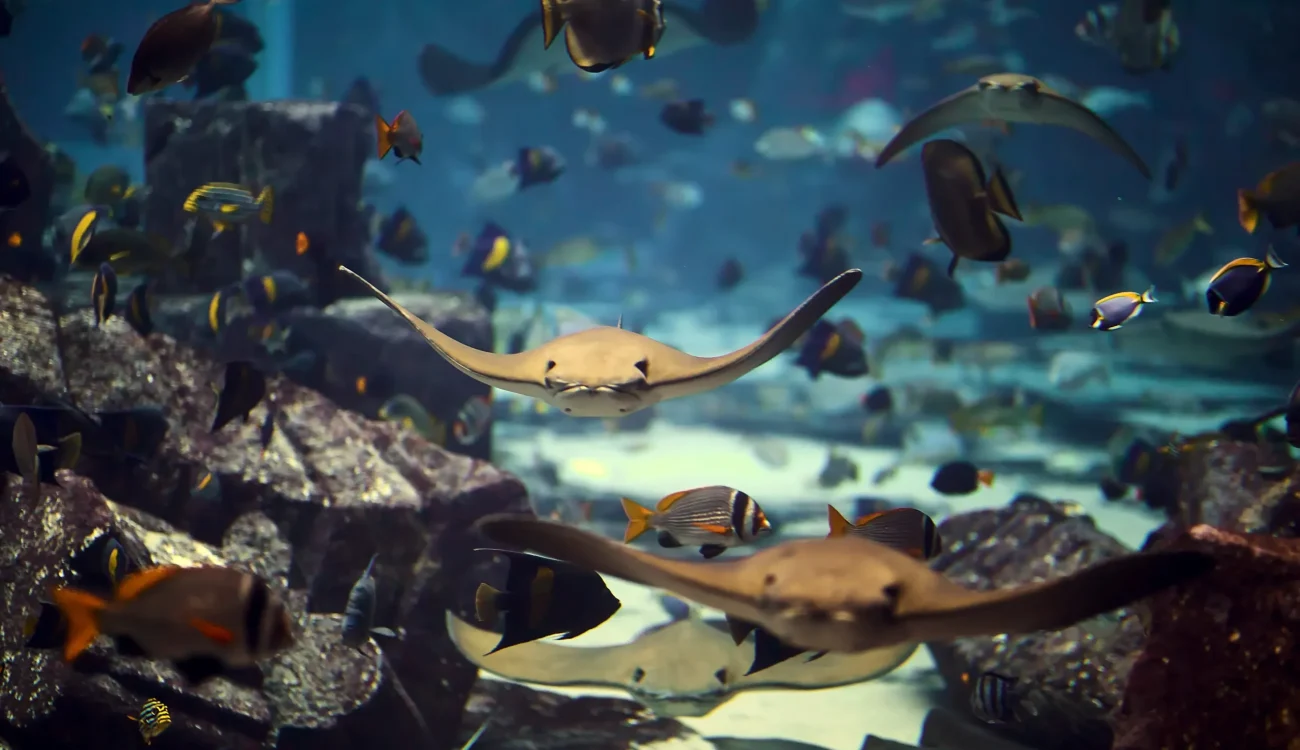 Dubai Aquarium & Underwater Zoo - Stingrays