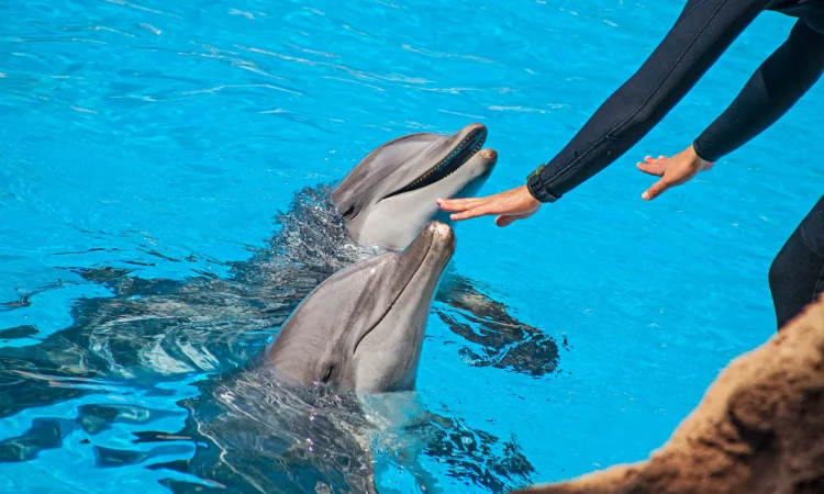 Dubai Dolphinarium - Dolphin Show