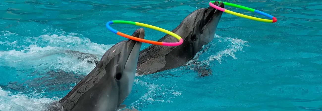 Dubai Dolphinarium - Dolphin Show