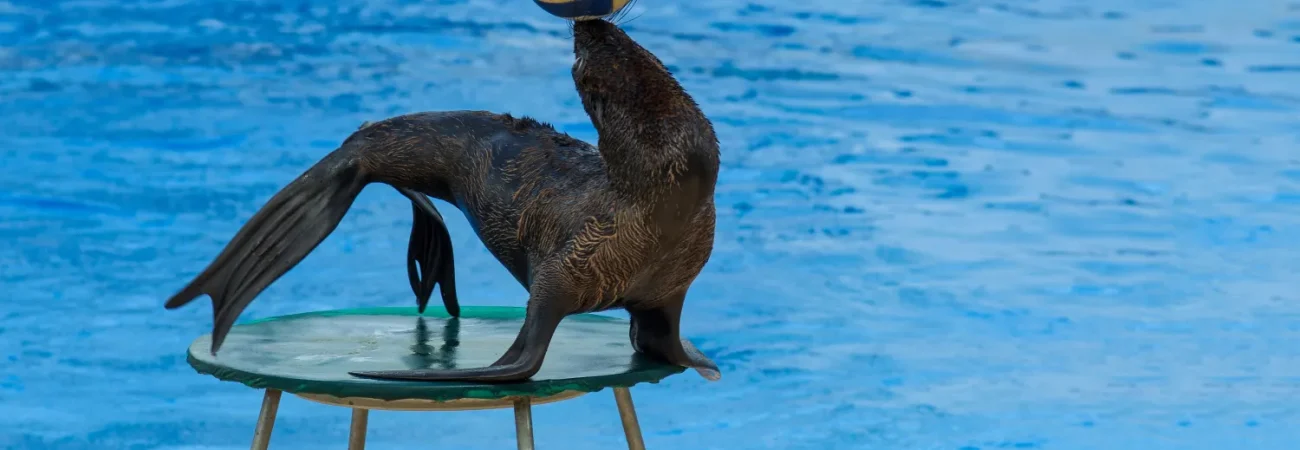 Dubai Dolphinarium - Fur Seal With Ball