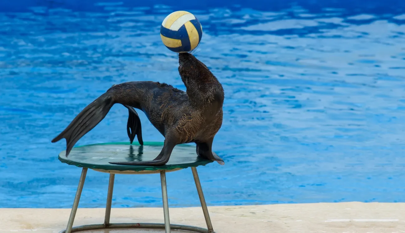 Dubai Dolphinarium - Fur Seal With Ball