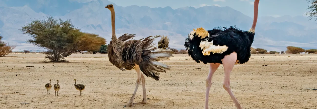 Dubai Safari Park -Family of African ostrich