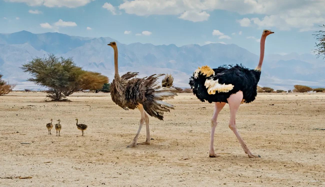 Dubai Safari Park -Family of African ostrich