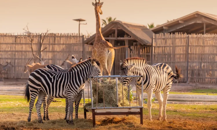 Dubai Safari Park - Giraffe and Zebras