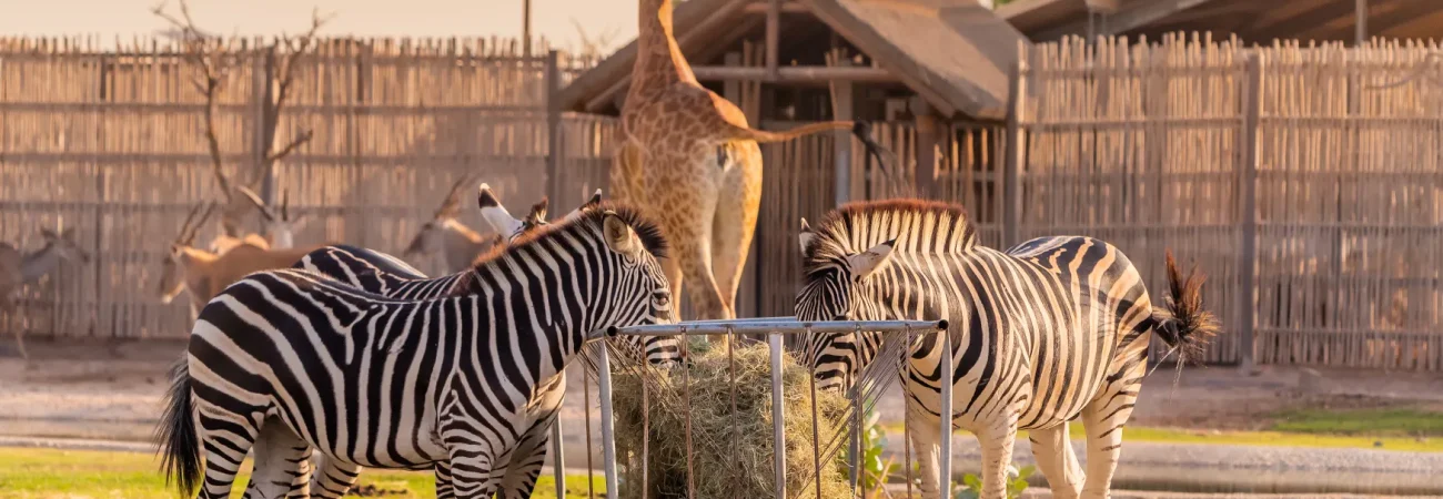 Dubai Safari Park - Giraffe and Zebras