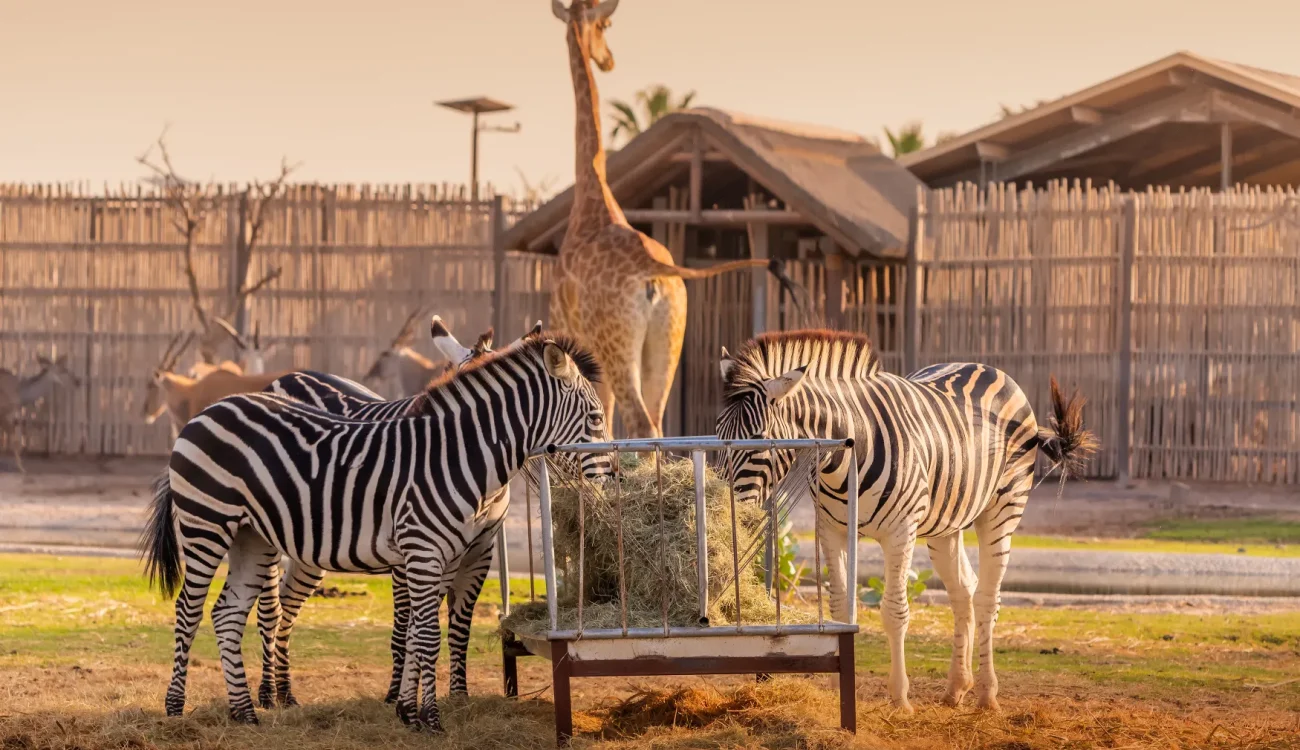 Dubai Safari Park - Giraffe and Zebras