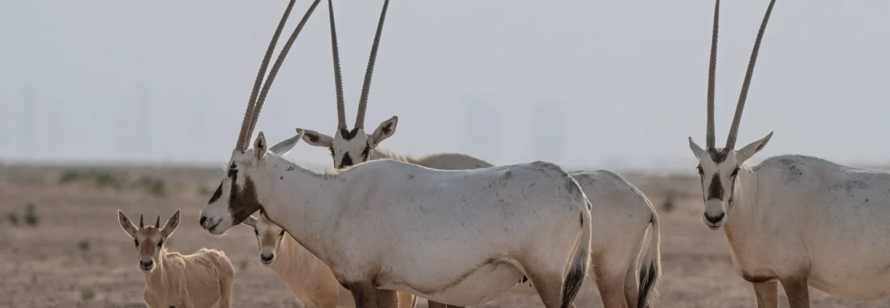 Dubai Safari Park - Oryx