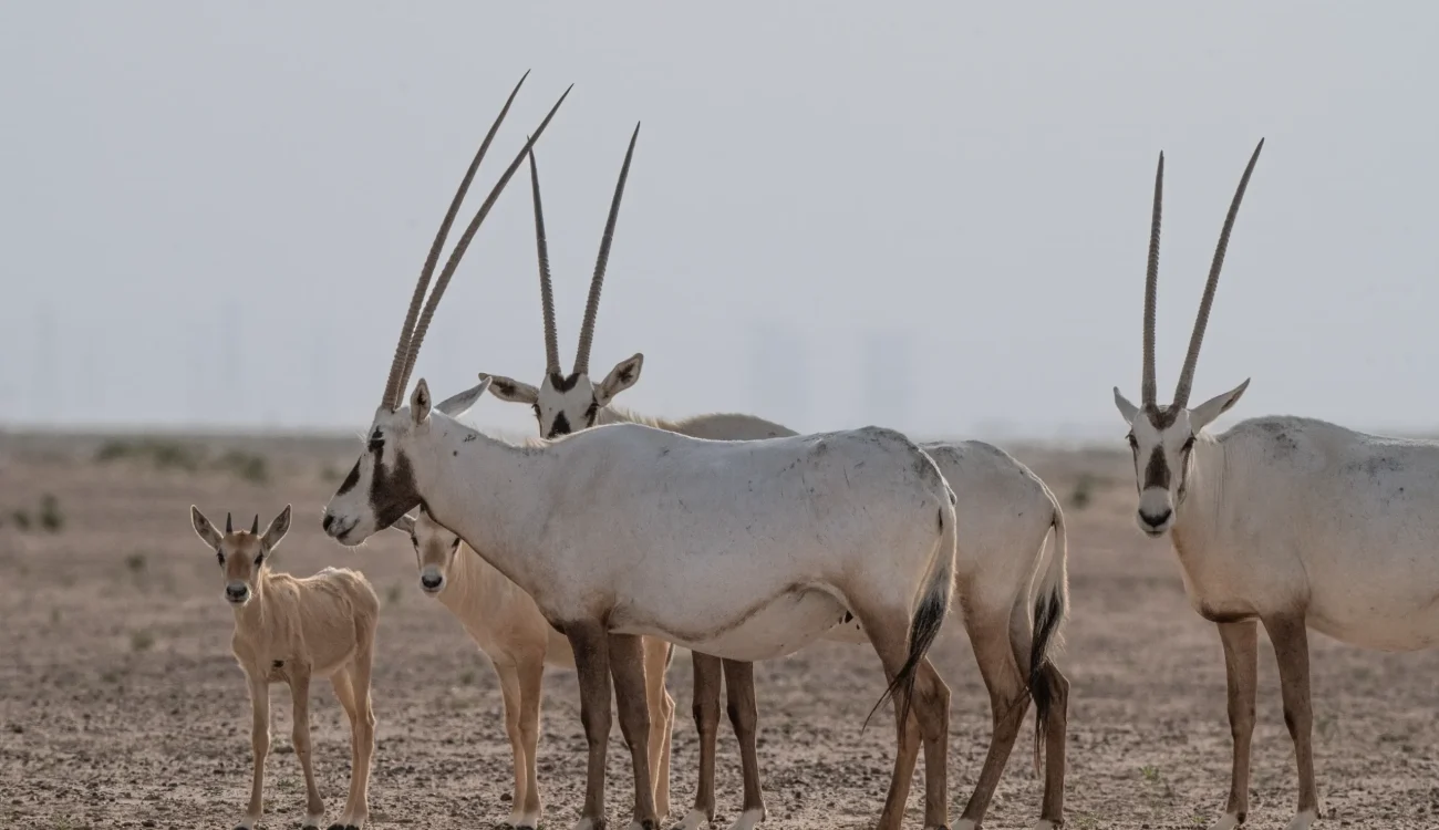 Dubai Safari Park - Oryx