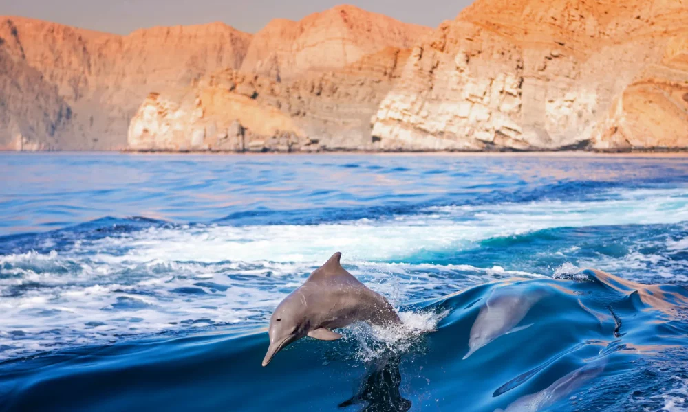 Musandam Oman - Dolphin