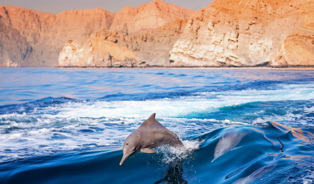 Musandam Oman - Dolphin