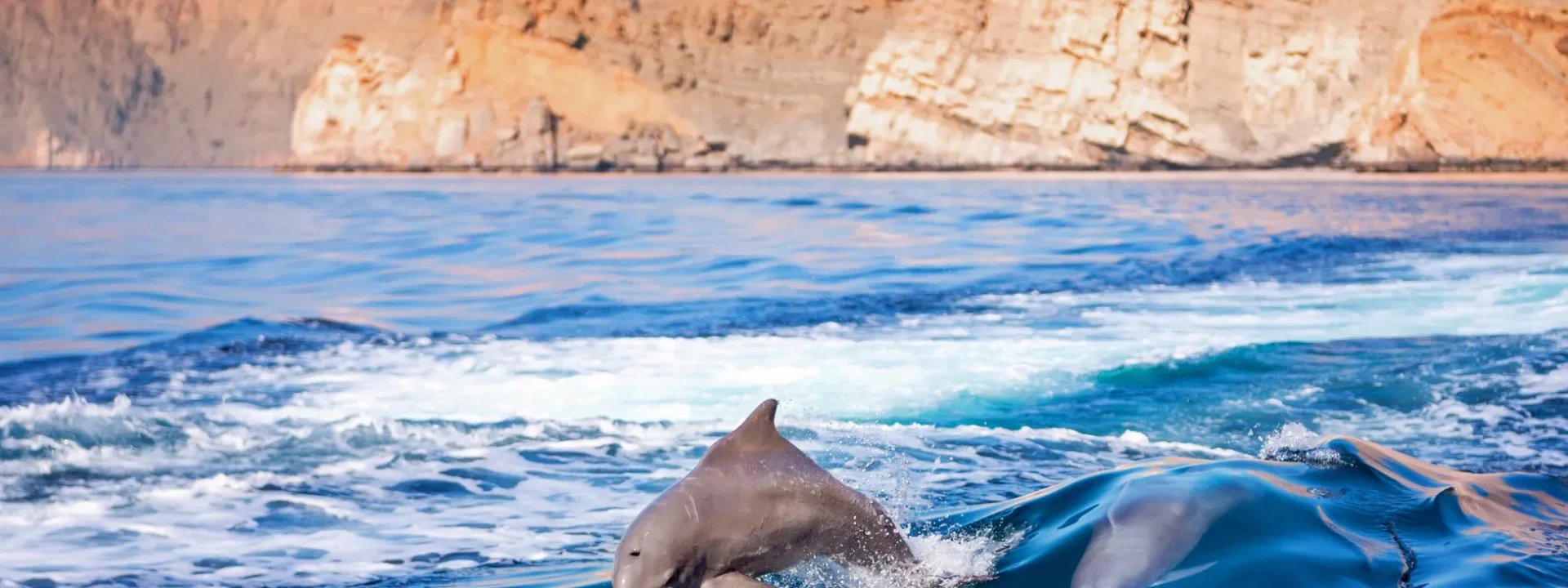 Musandam Oman - Dolphin