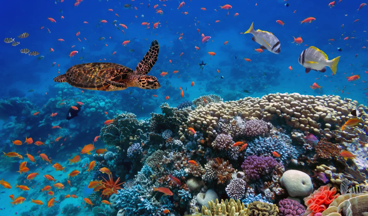 Musandam Oman - Snorkeling