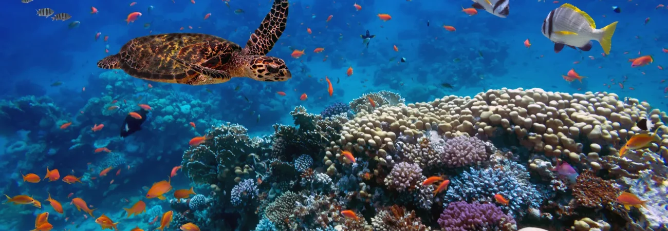 Musandam Oman - Snorkeling