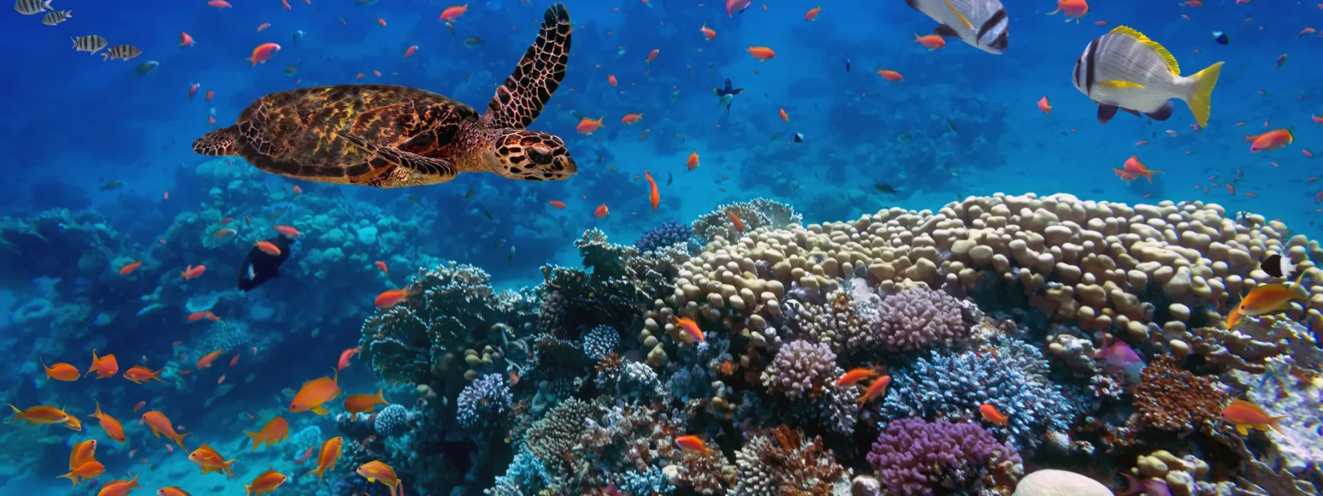 Musandam Oman - Snorkeling