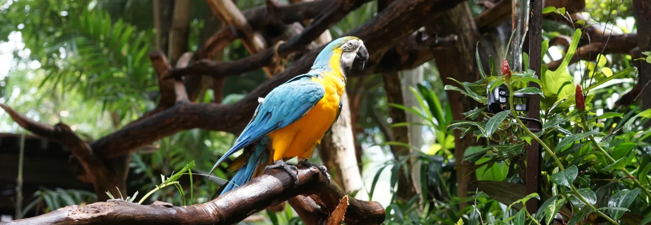 The Green Planet Dubai - Blue and yellow macaw