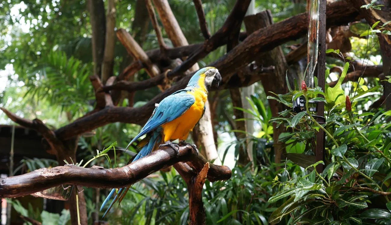 The Green Planet Dubai - Blue and yellow macaw