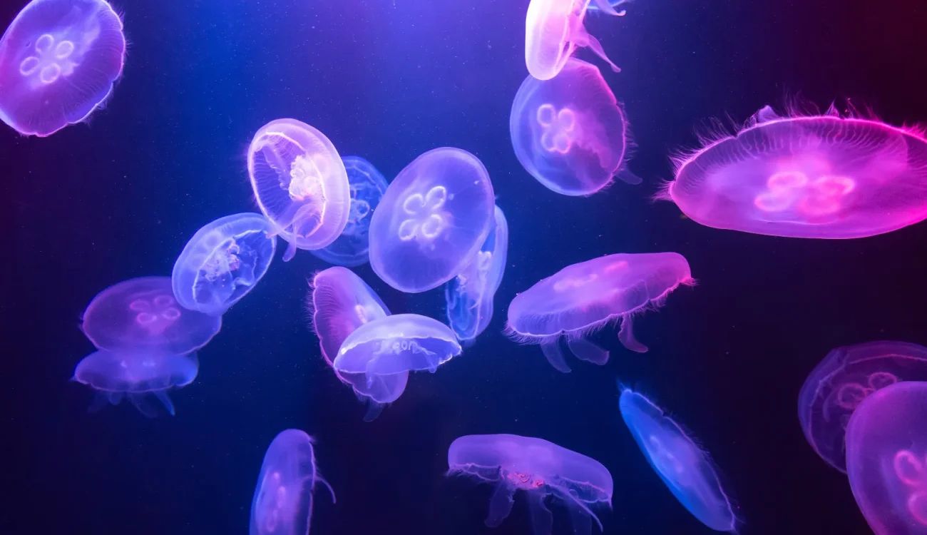 The Lost Chambers Aquarium Dubai - Jellyfish